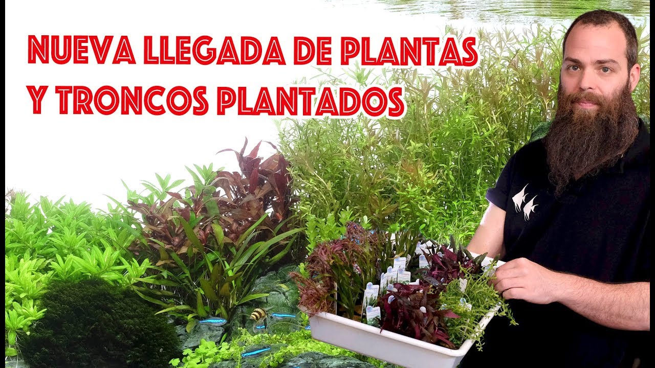 Nueva llegada de plantas y troncos plantados para acuario - unboxing