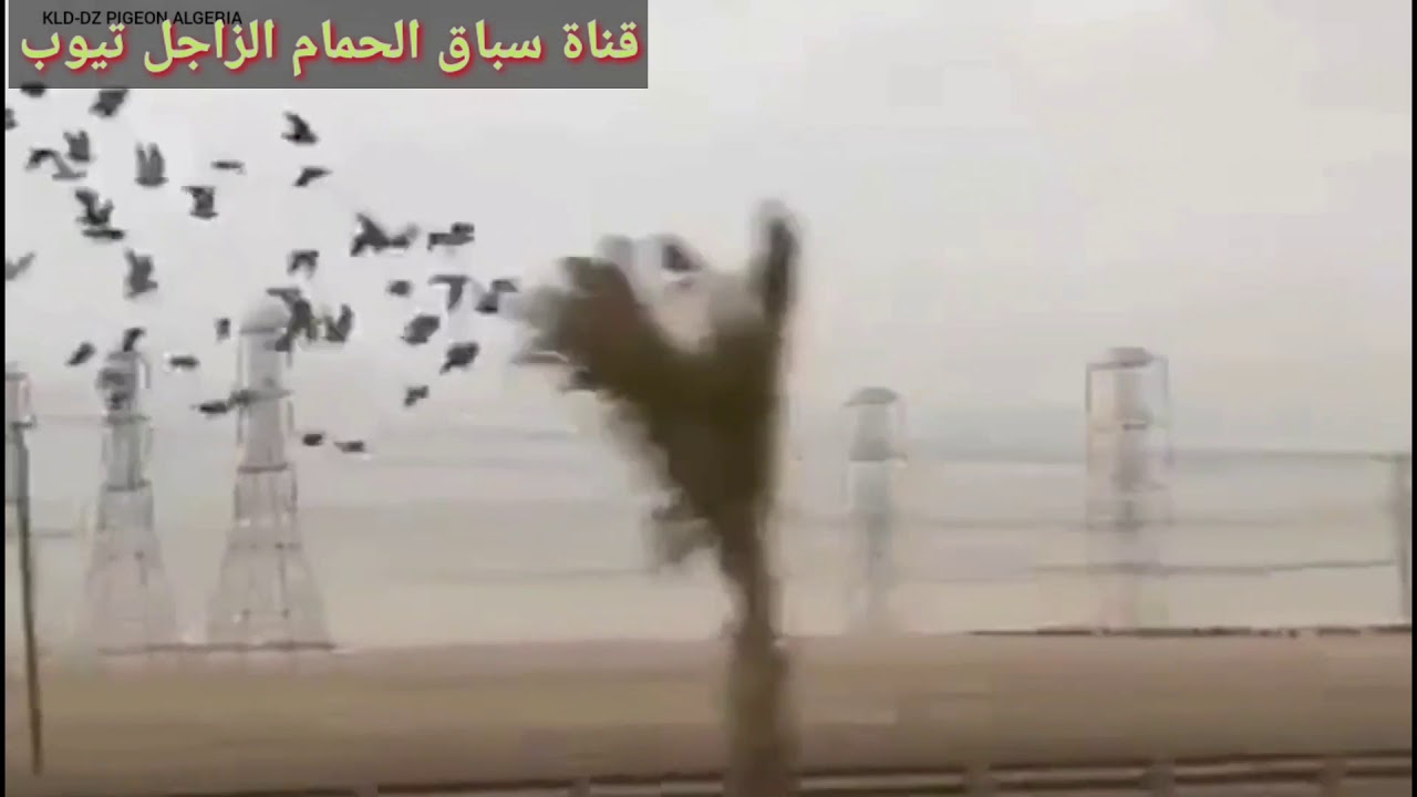 شاهد متعة عودة الحمام الزاجل من السباق