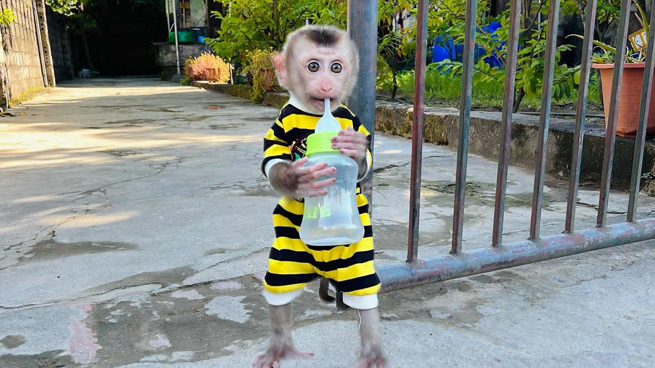 Baby monkey Tina is waiting for her mother to come home to make milk.