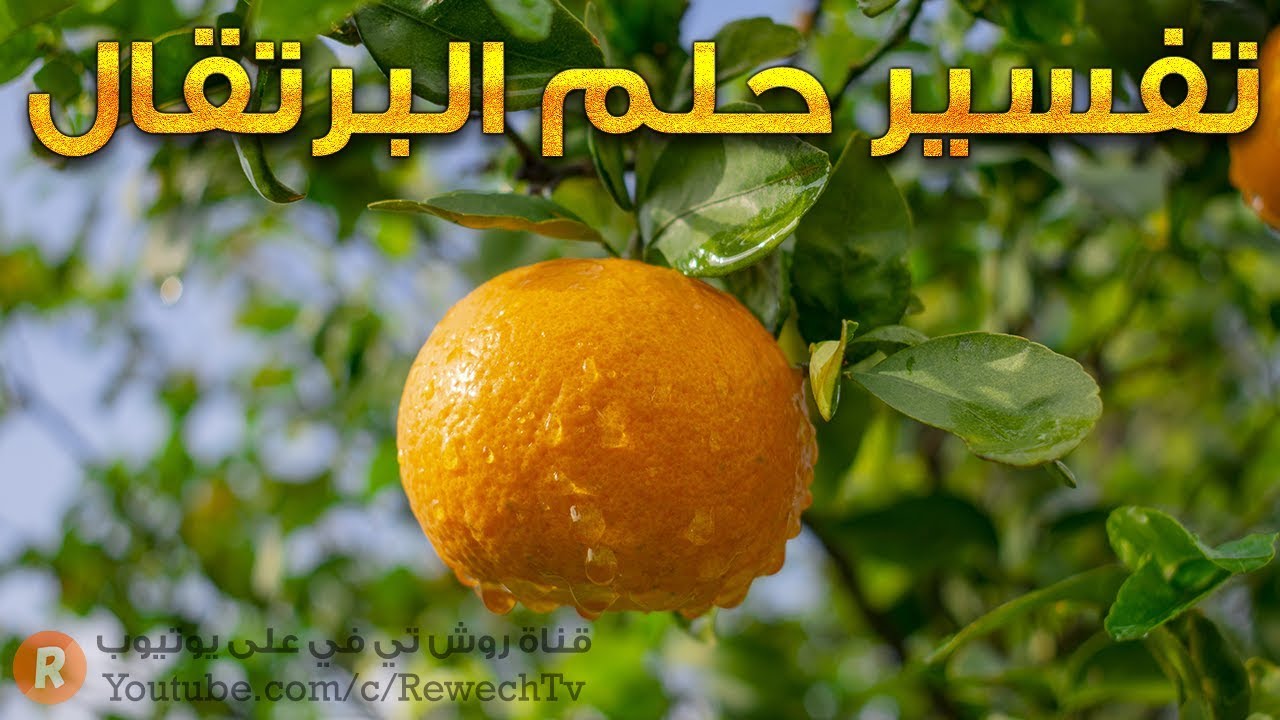 تفسير حلم البرتقال 🍊 - ما معنى رؤية البرتقال في الحلم ؟ - سلسلة تفسير الأحلام