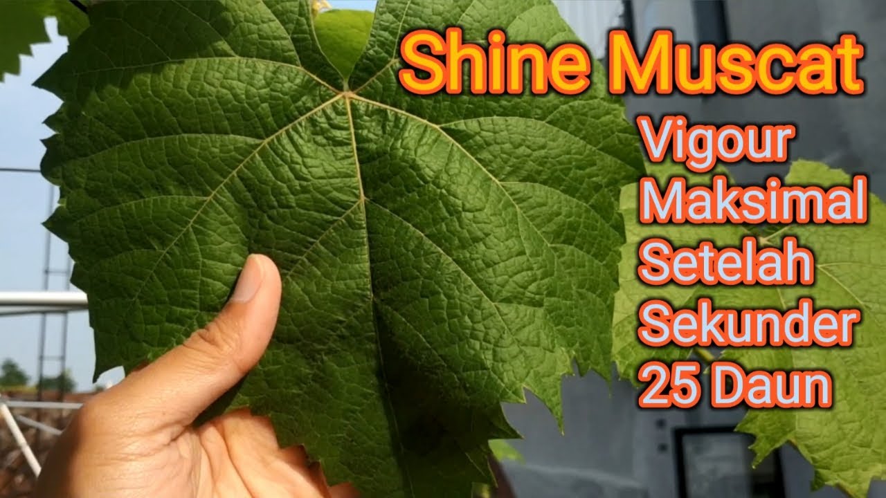 Shine Muscat - Eps 6 : Karakter Pohon Anggur Shine Muscat dengan Sekunder diatas 25 Mata Bud