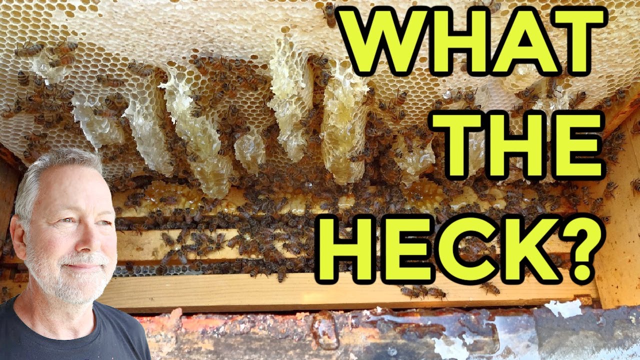 Beekeeping | What The Heck? Why Did My Bees Do This? Will My Hive Die? How Can I Solve This Problem?
