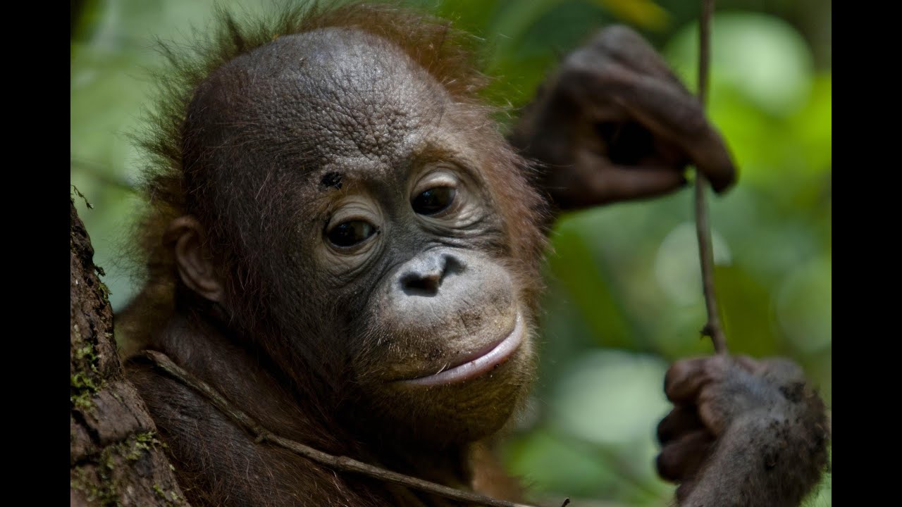 Seen P&G's Thank You Mom? Find out the hidden truth. (Greenpeace)