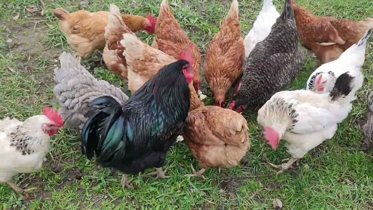Черныш - один на всех 🐓 Вечерний отдых😊