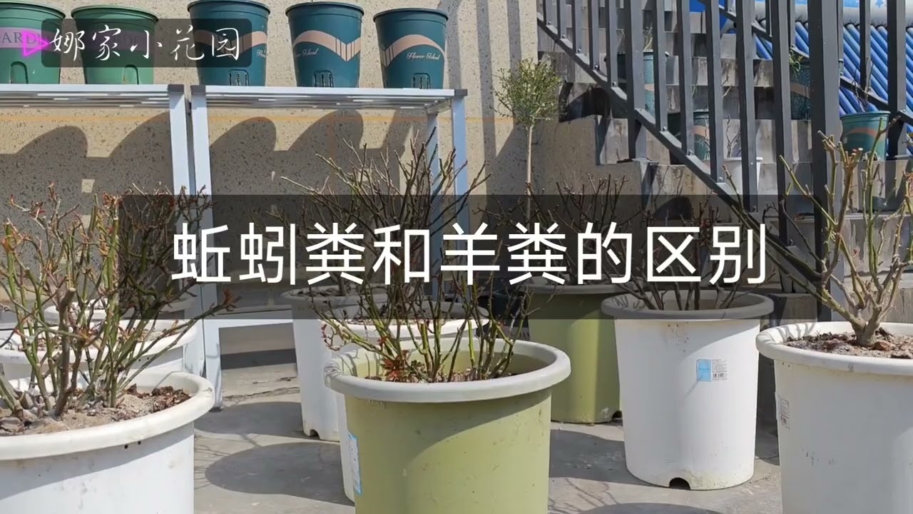 月季配土中的植料们（稻壳炭、草木灰、蚯蚓粪等）都有什么区别？What are the differences between the plant in the soil for roses?