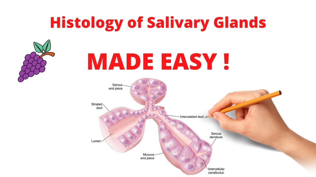 Histology of Salivary Glands | Organization, Types and Ducts