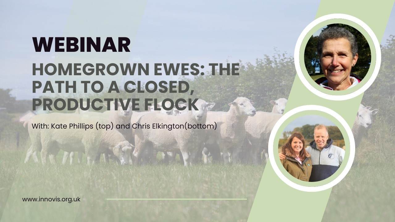 Homegrown Ewes: The Path to a Closed, Productive Flock