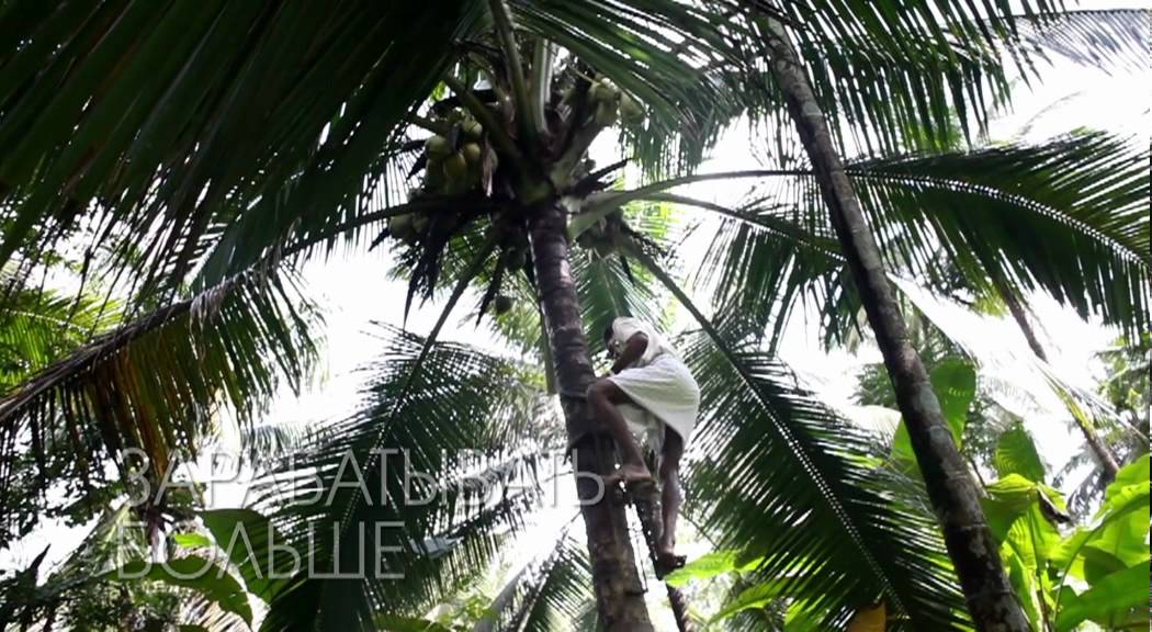 Ecobeauty: сертификат независимой организации Fairtrade