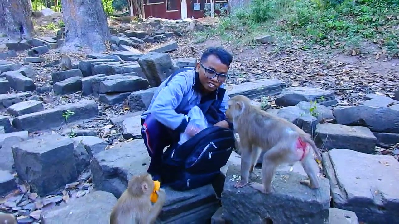 Good today mr Yat gave some fruit to monkeys to eat.