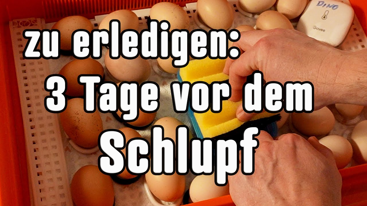 Umbau zum Schlupfbrüter für Hühner Küken beim Covatutto 54