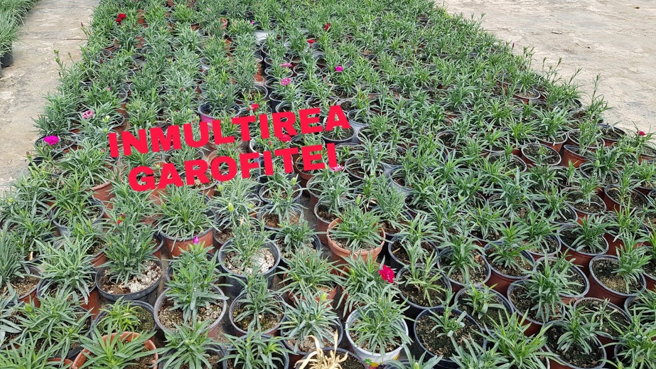 INMULTIREA GAROFITEI PRIN BUTASI