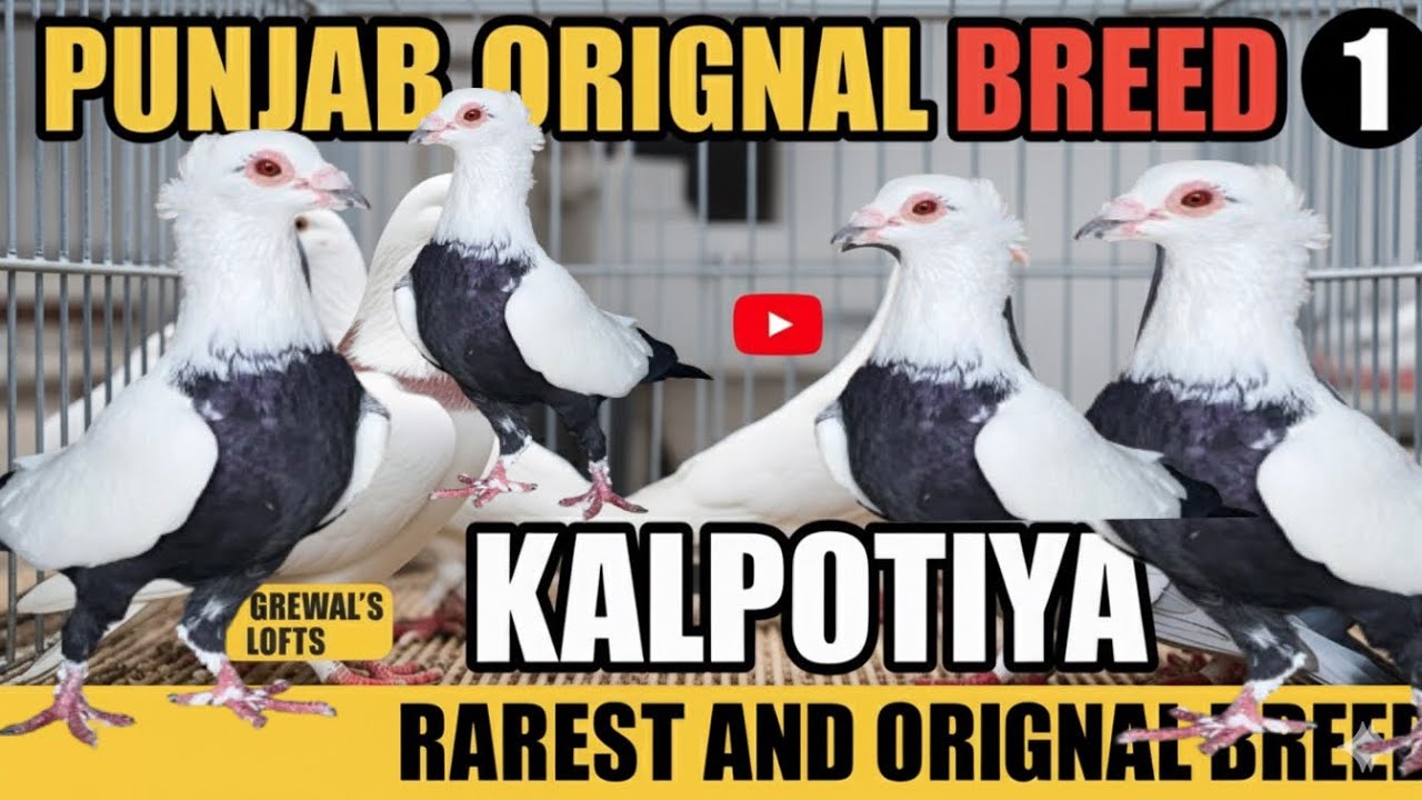Punjab Orignal And Rarest Pigeon breed || Kalpotiya Pigeon Breed 
