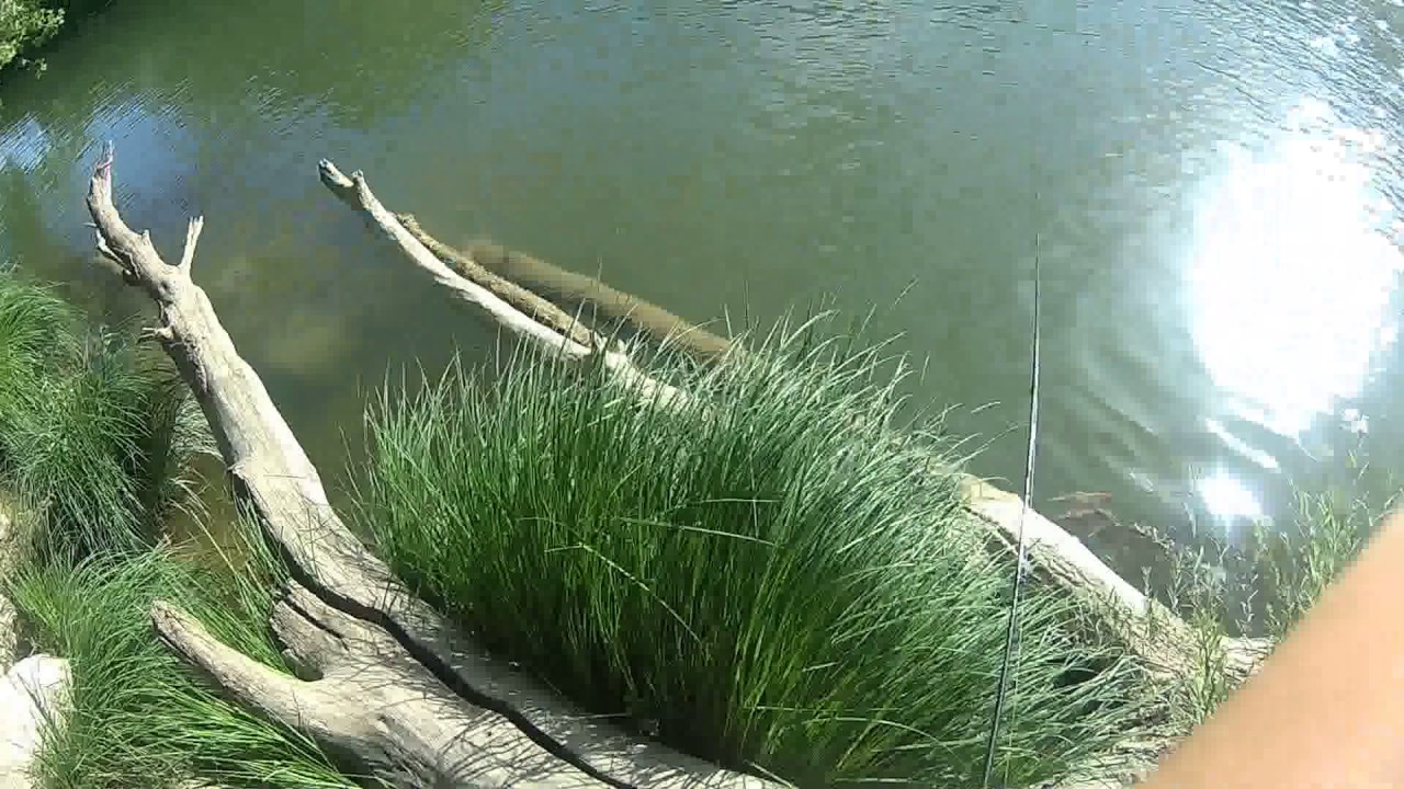 Premiers black-bass de l'année aux leurres sur le vidourle
