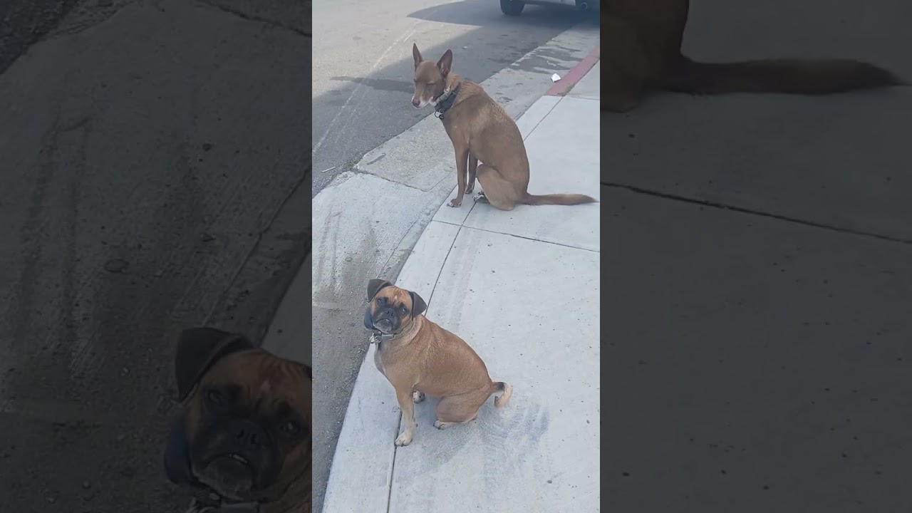 Seeing many pups today. .(Mary Jane & Miss Dinky)