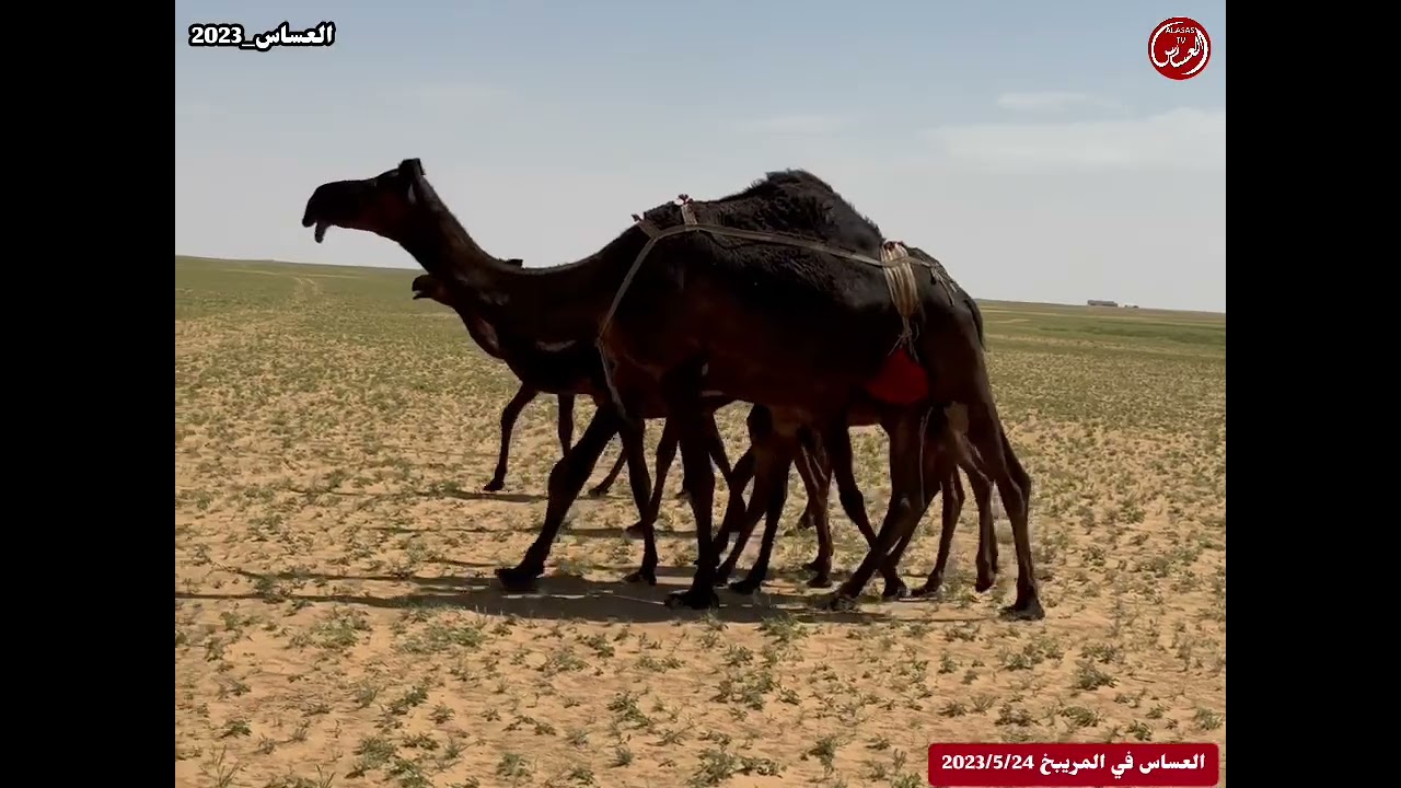 العساس في المريبخ