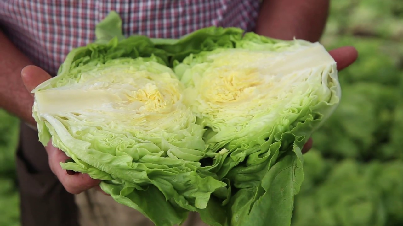 BLOSTER Project | Agrocode Bioscience