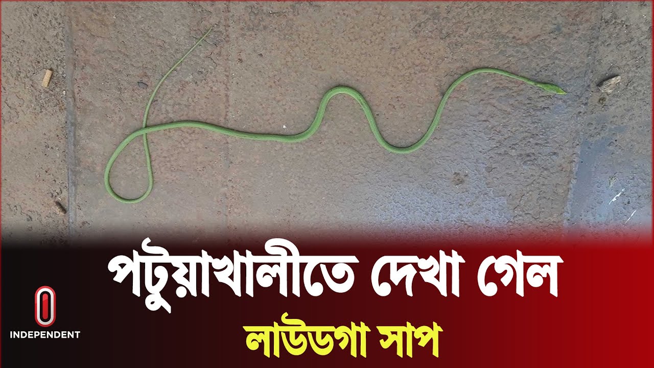 পটুয়াখালীতে পাওয়া গেল বিলুপ্ত প্রায় লাউডগা সাপ | Kuakata | Flying Extinct Snake | Independent TV