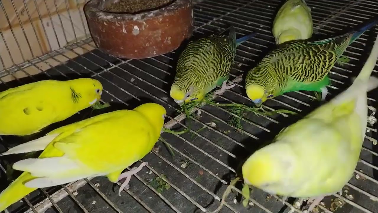 ভালোবাসার পাখি গুলোর কোলাহল দখলে মনটা ভরে যায় 