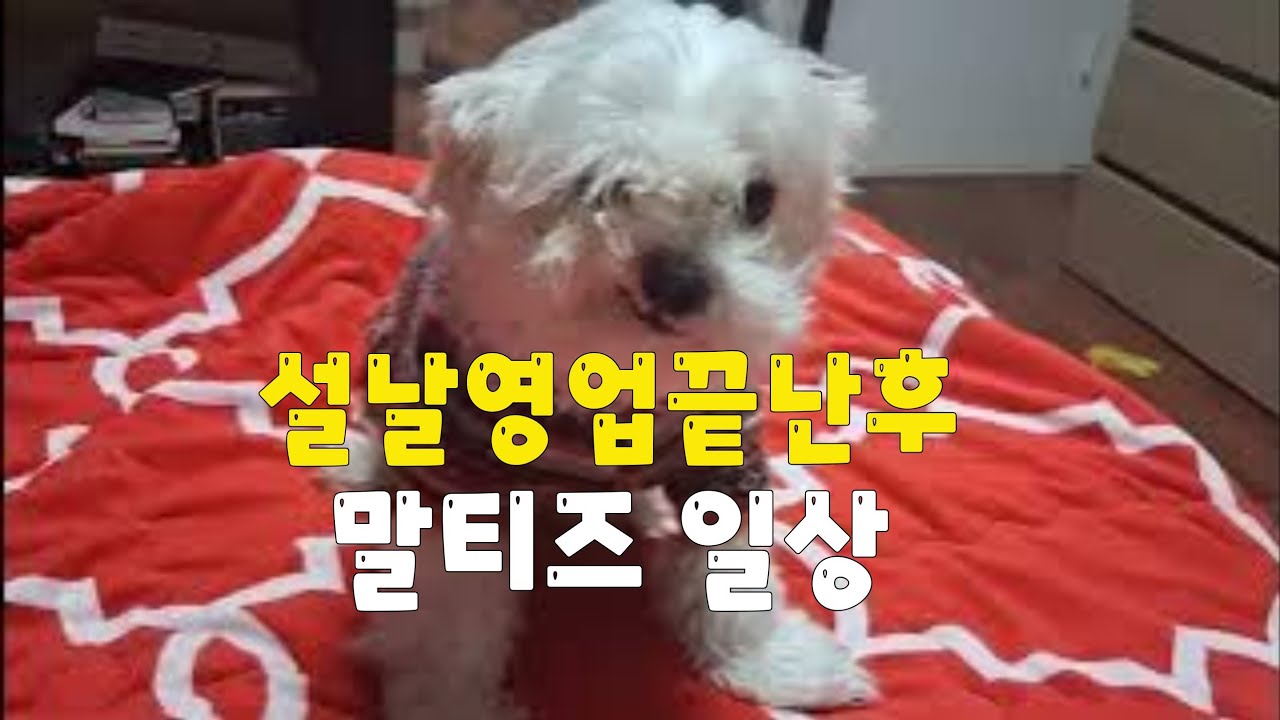 설날영업마친후1부.말티즈와 즐거운일상