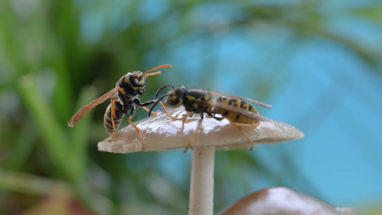CONFRONTI tra MONDI MINUSCOLI