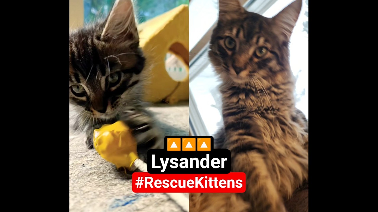 Lysander 6 weeks & 6 months - He's so fluffy sometimes it's hard to tell the age 😂 