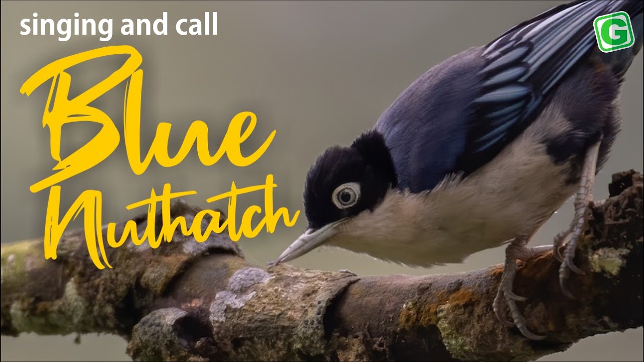 Blue Nuthatch Bird Call Sound And Singing