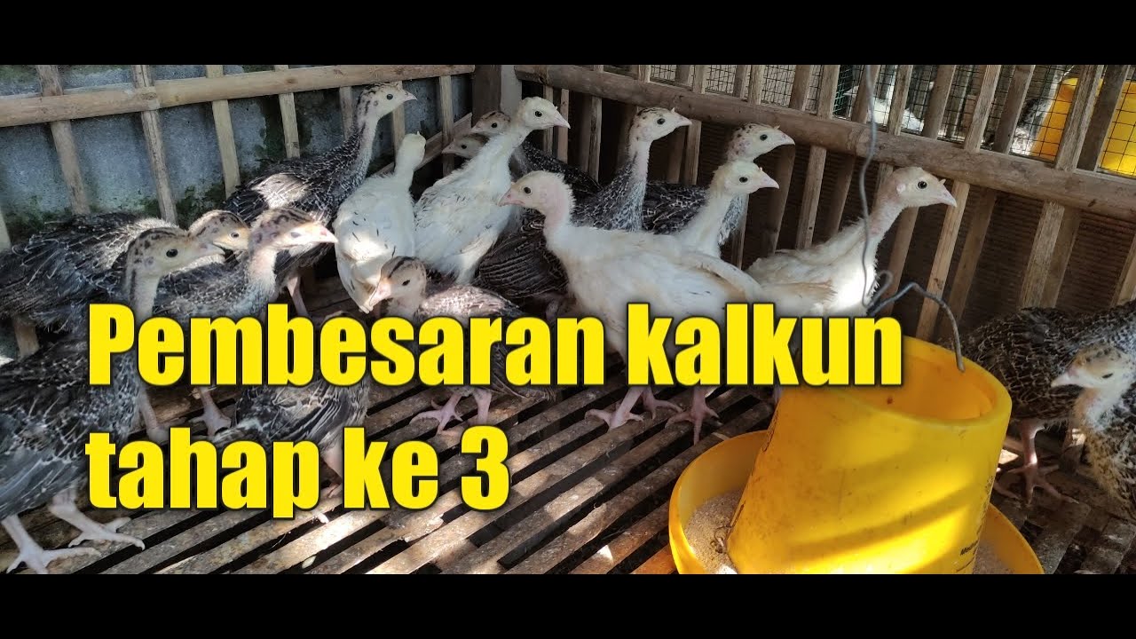 Pembesaran kalkun tahap ke 3