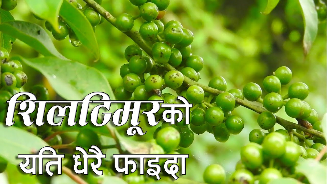 || Lindera neesiana || Sil-Timur || Sil-Timur Berry ||