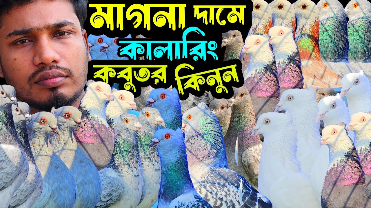 মাগনা দামে কালদম,গররা,দামাসিন,রেসার কবুতর কিনুন | বাকবাকুম পায়রা | Pigeon video |