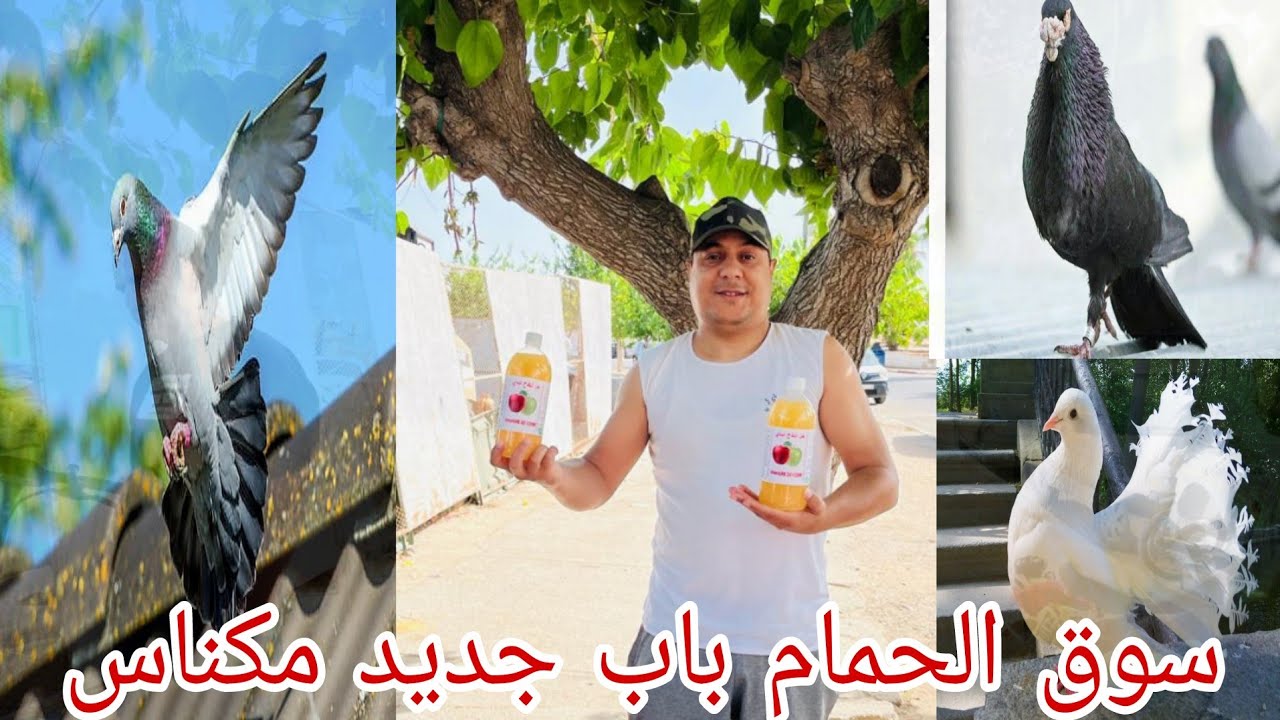 سوق الحمام 🕊️🕊️باب جديد بمدينة مكناس 🇲🇦فرجه ممتعه