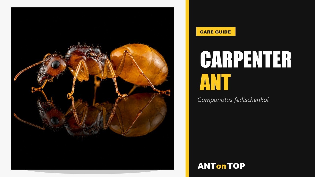 #4 Camponotus fedtschenkoi - Żłoty Camponotus - Porady w Hodowli | AntOnTop