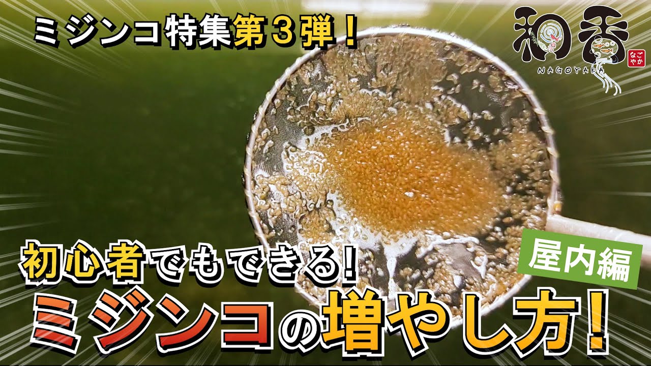 ミジンコ 特集 パート3（3部作） 微生物培養のプロが教える ミジンコ特集 。初心者でもできる ミジンコの育て方 を観賞魚 めだか プロブリーダー御用達店 和香 なごやか がわかりやすくお伝えします。