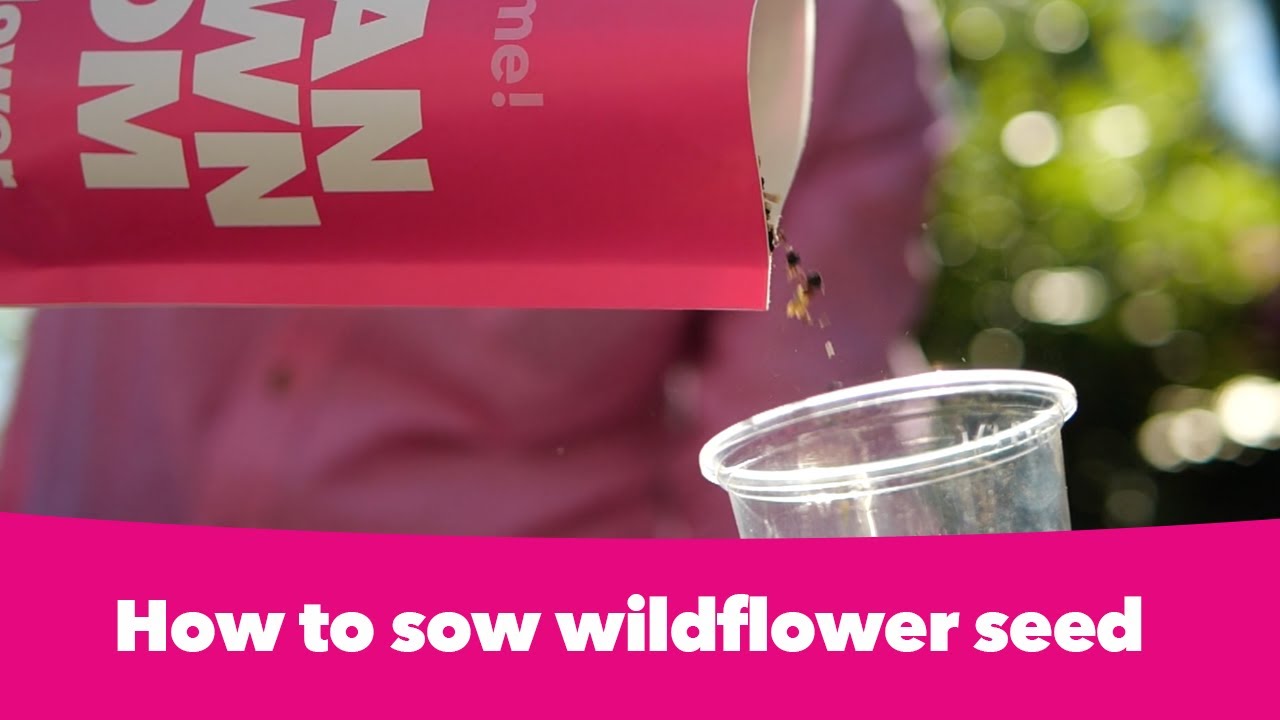 How to sow wildflower seeds