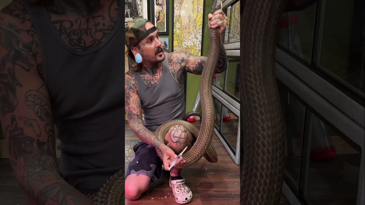Medicating my ￼King Cobra! No one likes shots 💉 #shorts #wildlife #medicine #snake #reptiles