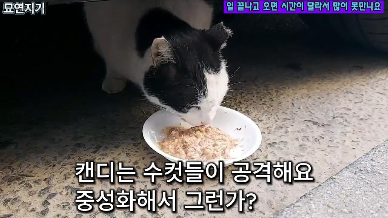 새로 온 수컷에게 엉덩이 물린 암컷고양이 캔디