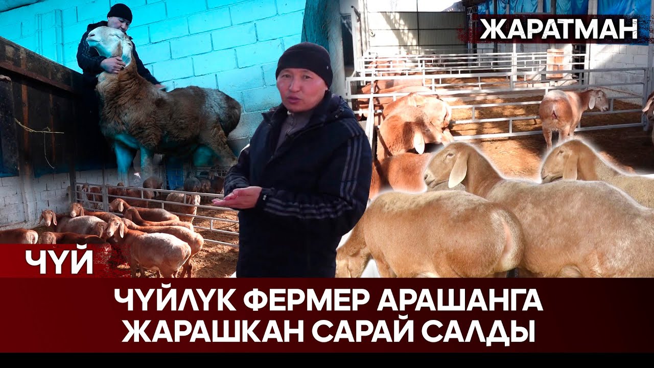Чүйлүк фермер арашанга жарашкан сарай салды // Жаратман