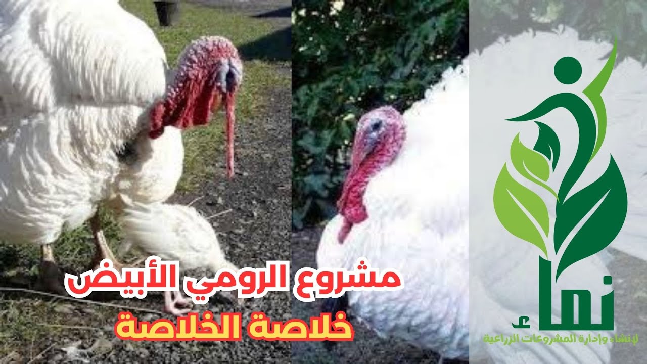 مشروع الرومي الأبيض .. خلاصة الخلاصة