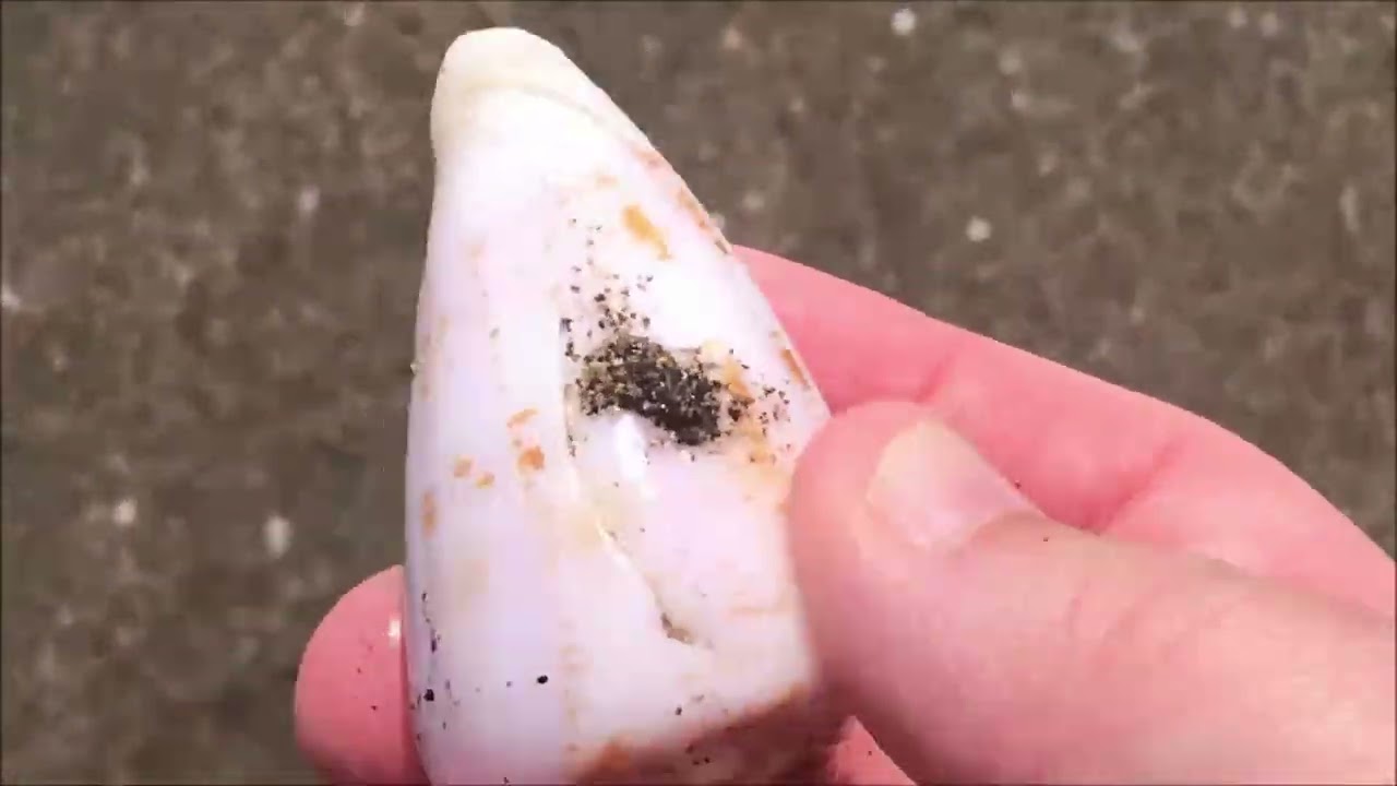 From Living Creatures to Found Treasures: 18 Mins of Beach Wildlife & Shelling