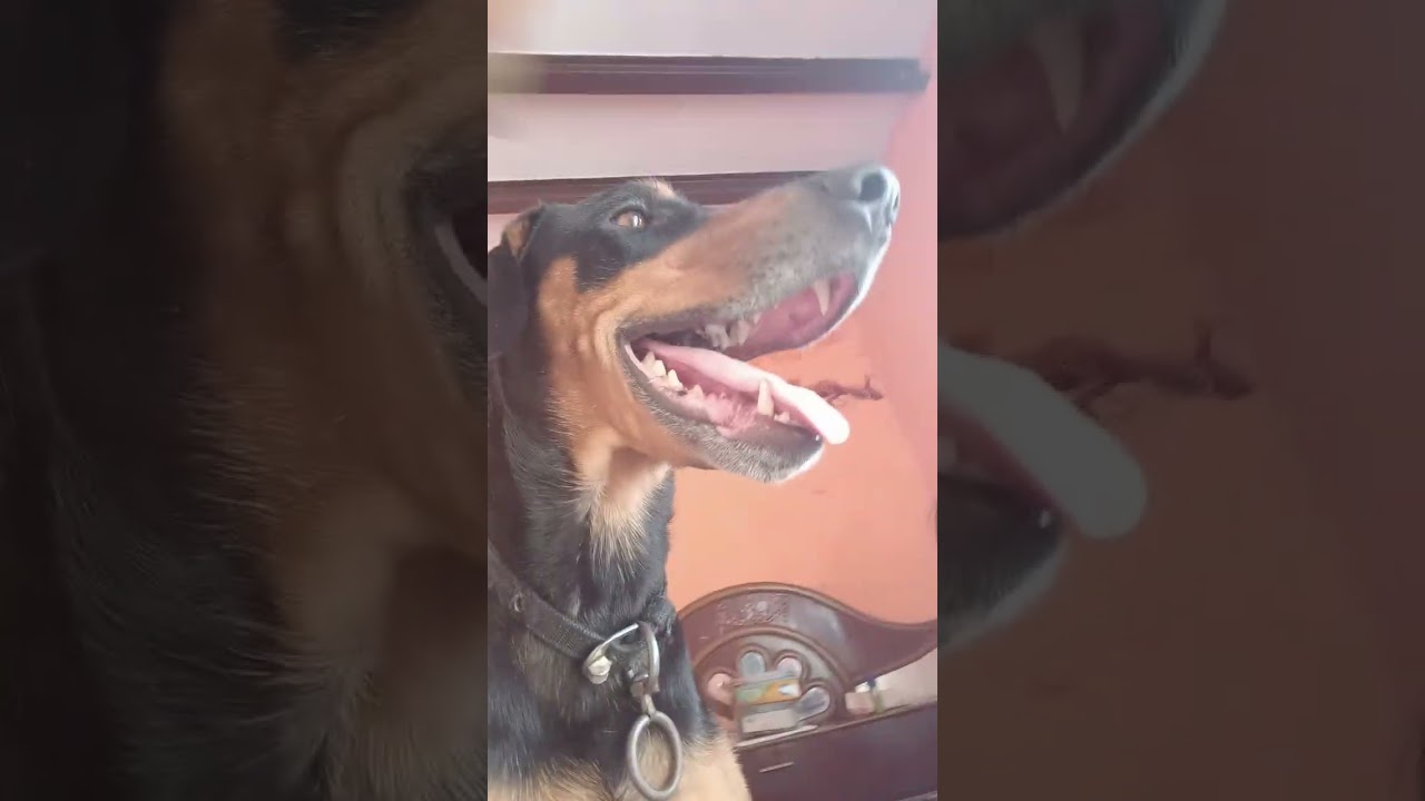 Raja or hamari Masti😂😂#dogvideos #dogilover 🐕🐕😘😘