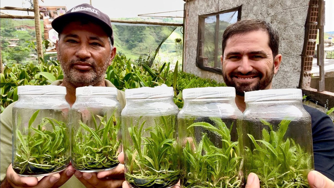 GERMINE AS SEMENTES DAS SUAS ORQUÍDEAS
