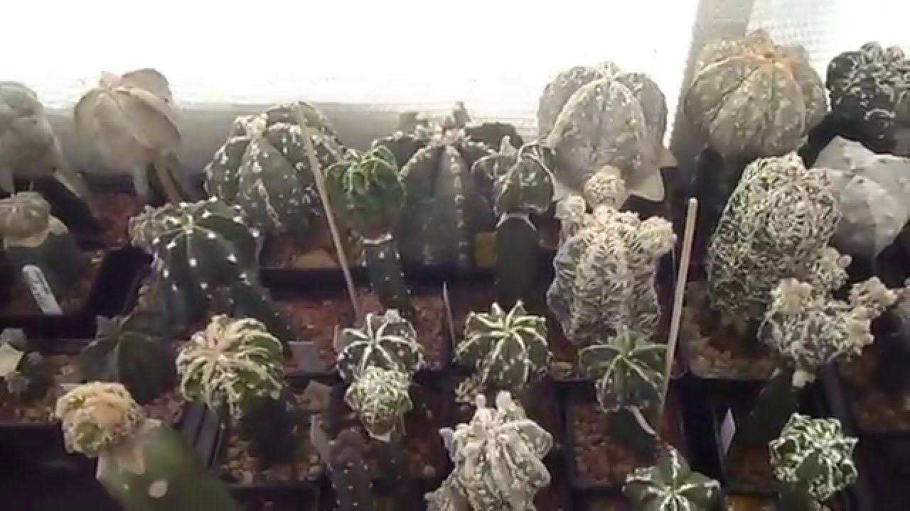 Astrophytum cv & Ariocarpus cv collection 2013