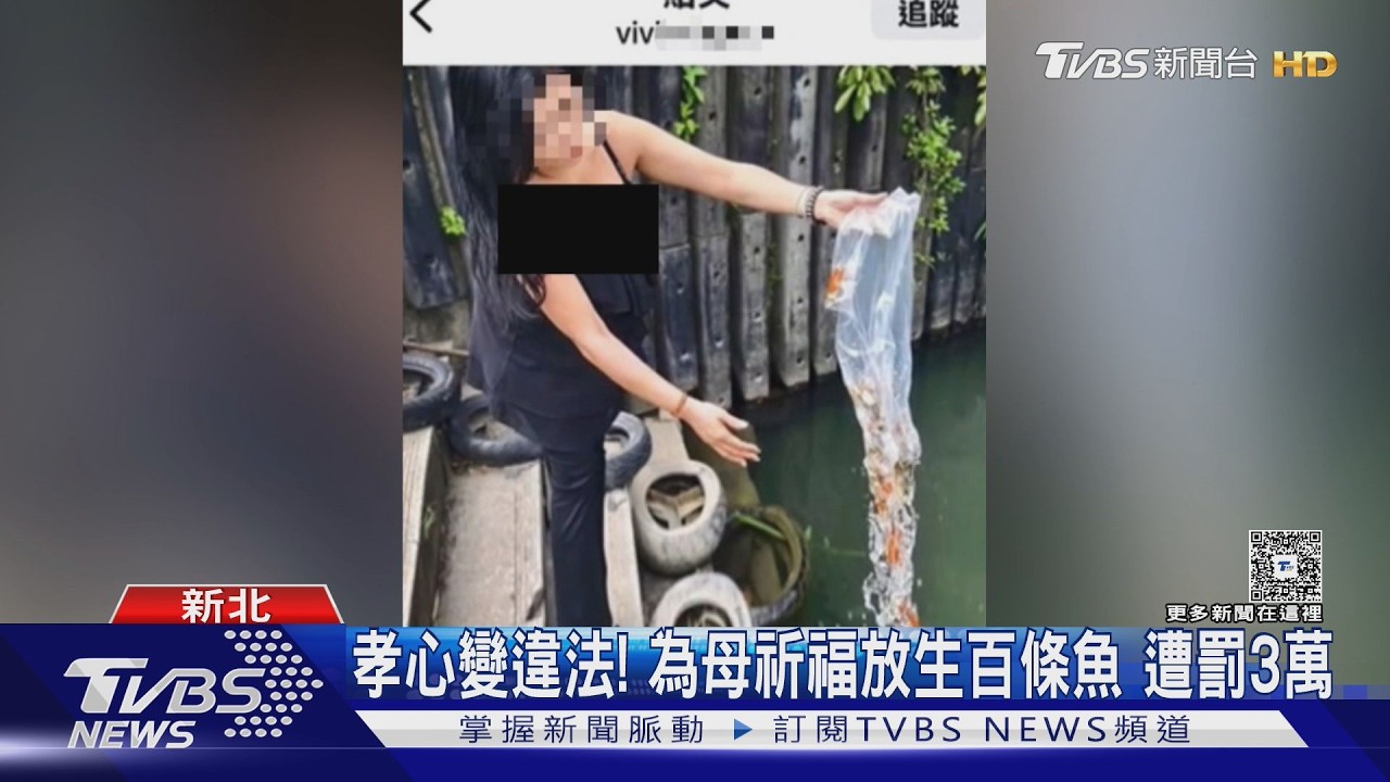 孝心變違法! 為母祈福放生百條魚 遭罰3萬｜TVBS新聞 @TVBSNEWS01