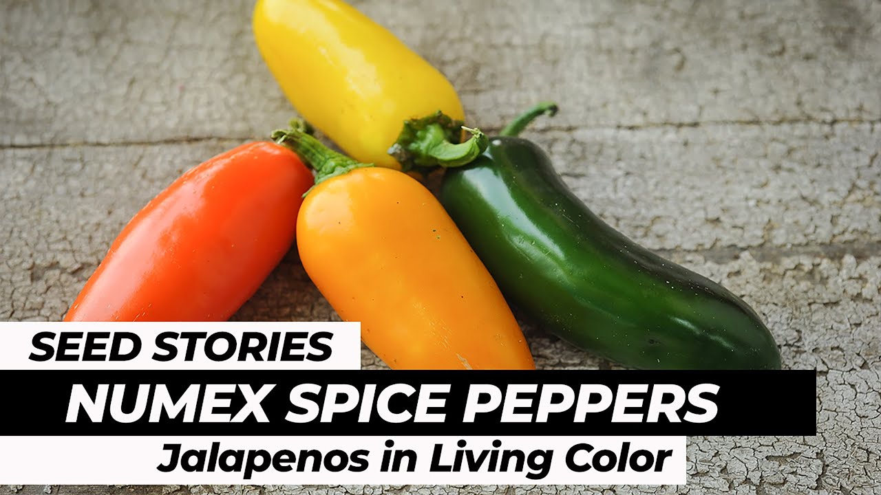 SEED STORIES | NuMex Spice Peppers: Jalapenos In Living Color