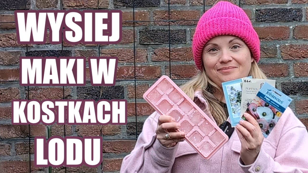 Wysiew MAK&Oacute;W na trzy sposoby / Maki islandzkie i kalifornijskie jak wysiać / MrsGarden