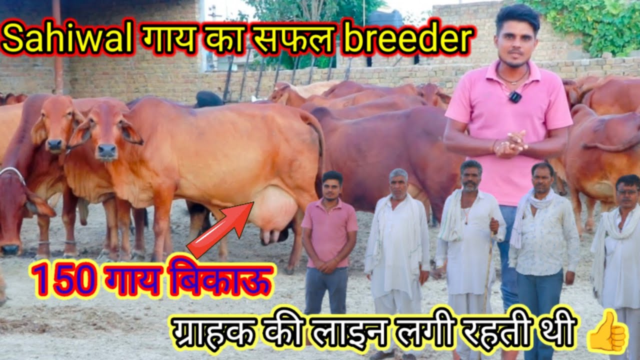🤔हरियाणा का famous ताऊ👍 Omkar साहीवाल गाय का breeder 😱150 गाय खरीदो बिल्कुल ✅जायज दाम में 