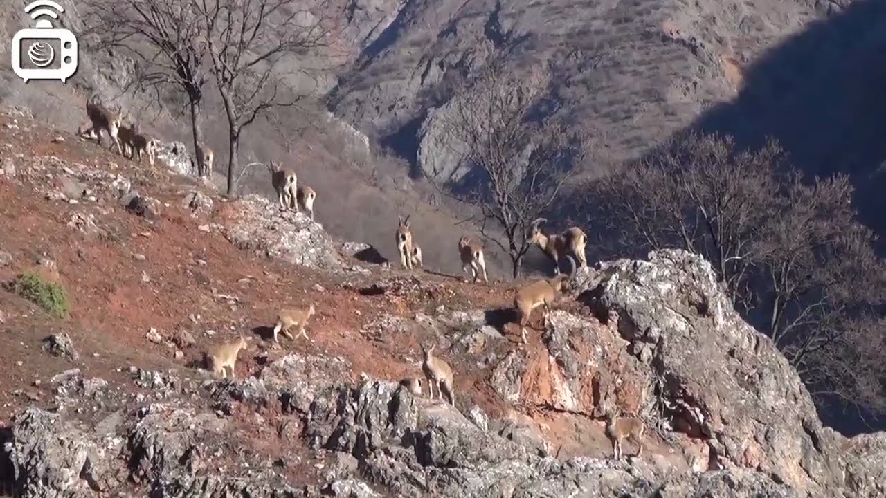 Dersim’de Bezuvar sürüsü görüntülendi