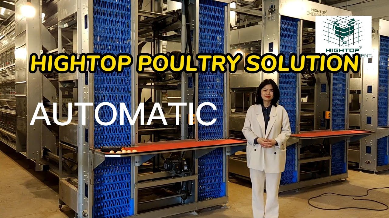 A Modern Poultry Farm with Fully Automatic Chicken System in China   HIGHTOP