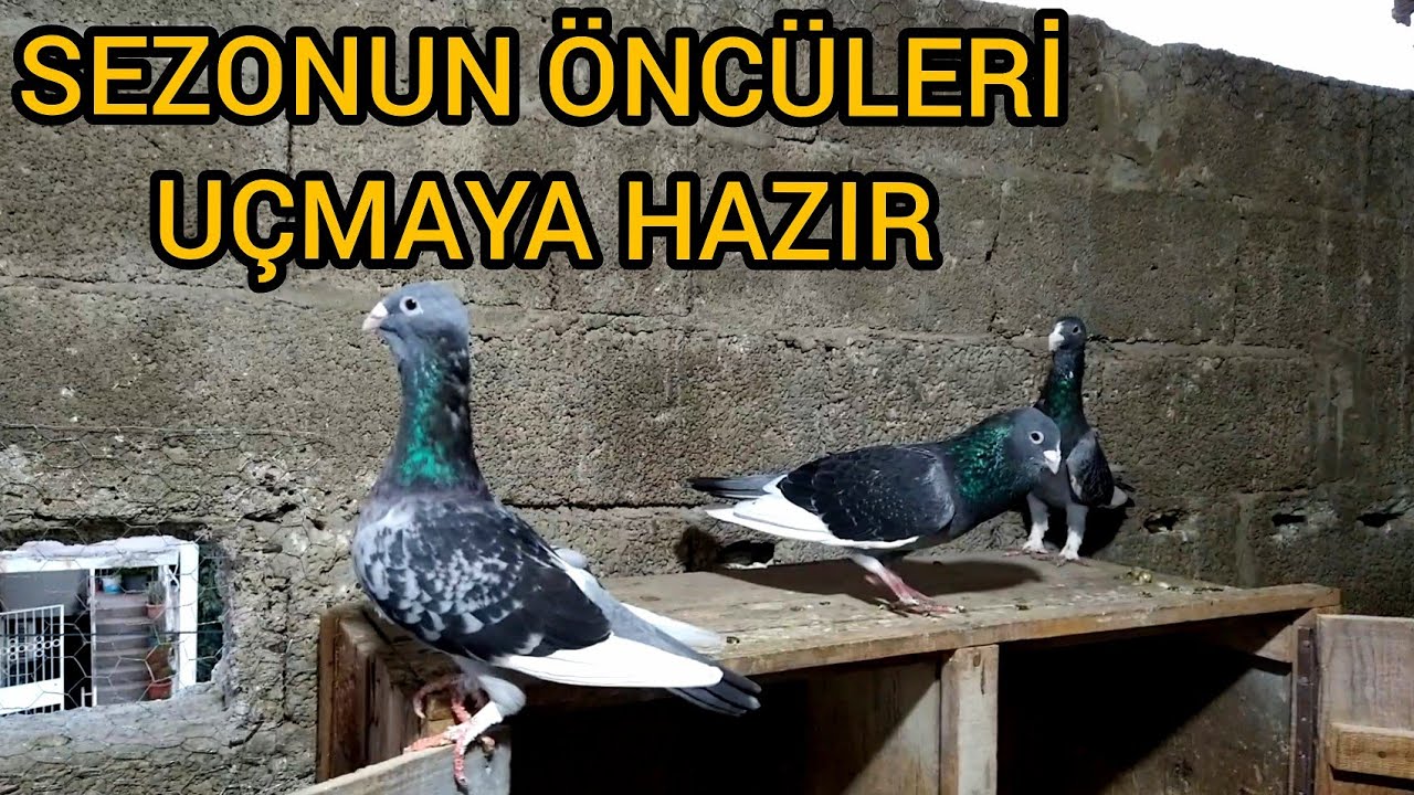 ADANA YERLİ GÜVERCİNLERİ