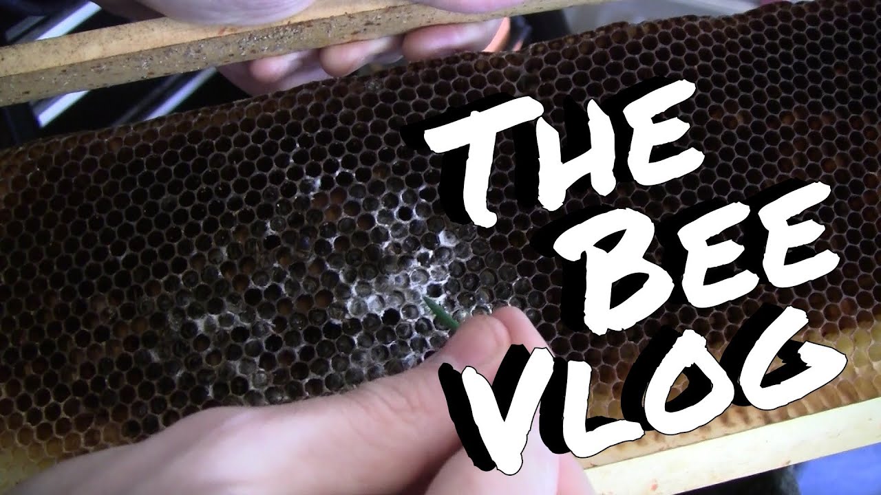 Cleaning Up Deadouts - Bee Vlog #123 - Feb 22, 2014