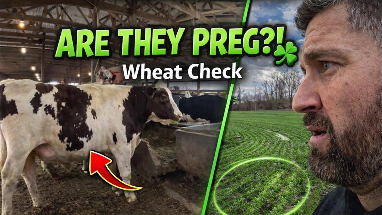 Preg Checking Cows + Wheat Is Finally Growing! 🍀